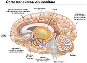 encefalo