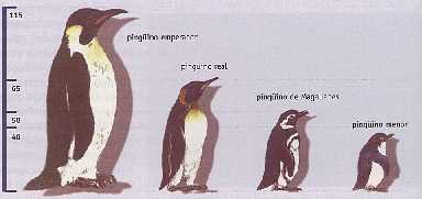 Figura 2-11 > Regla de Bergmann