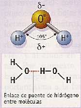 Figura 3-8 > Enlace de puente de hidrógeno entre moléculas