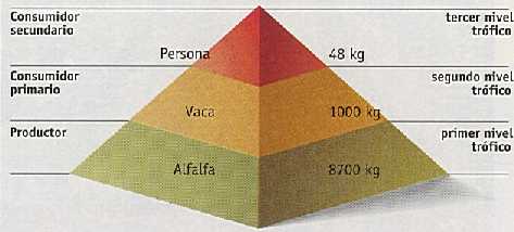 Figura 4-7> Pirmide de biomasa