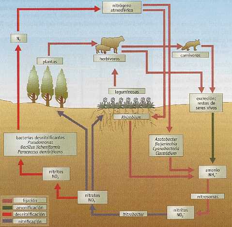 Figura 4-9 > Ciclo del Nitrgeno