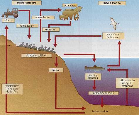 Figura 4-9 > Ciclo del Fsforo