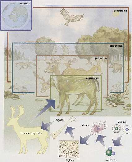 Figura 4-1 > Niveles de organizacin en la naturaleza