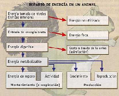 Figura 4-5 >Reparticin de energa en un animal