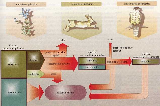 Figura 4-6 > Ciclo energtico