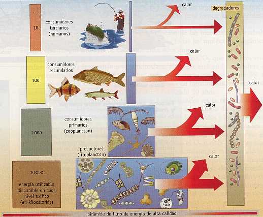 Figura 4-8 > Pirmide de flujo de energa de alta calidad