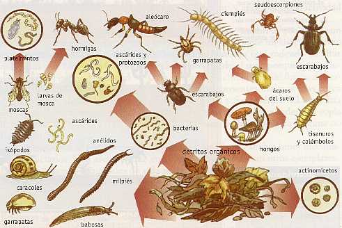 Figura 5-2 > Organismos vivos en el suelo