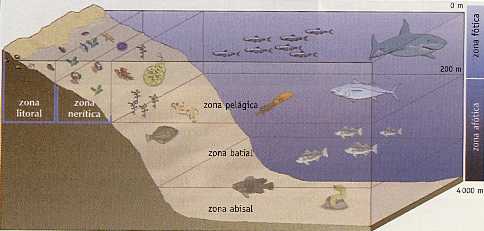 Figura 5-6 > Ecosistema marino