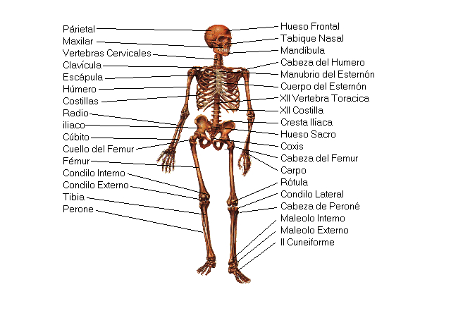 Cuántos huesos tiene el cuerpo