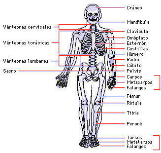 Esqueleto Humano En Ingles Huesos
