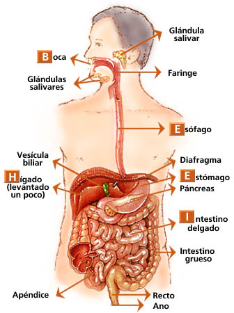 partes del sistema digestivo carriage