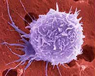 Imagen microscpica de una clula