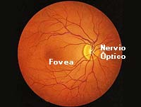 Imagen de la Retina humana a travs de un oftalmoscopio
