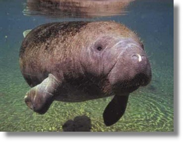 Trichechus manatus manatus