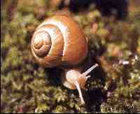 Caracol