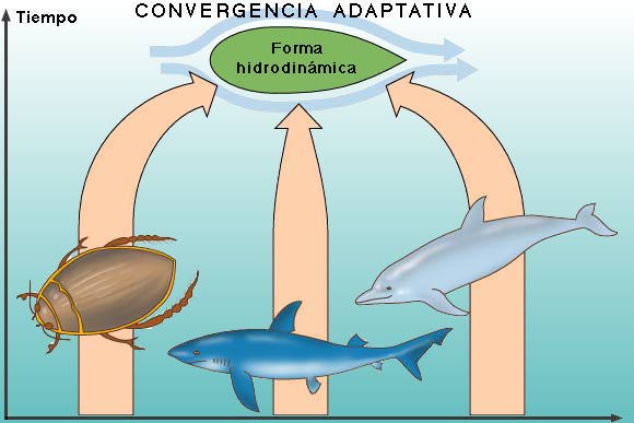 "Diagrama que muestra cómo diferentes seres vivos desarrollan la misma forma porque viven en el mismo medio."