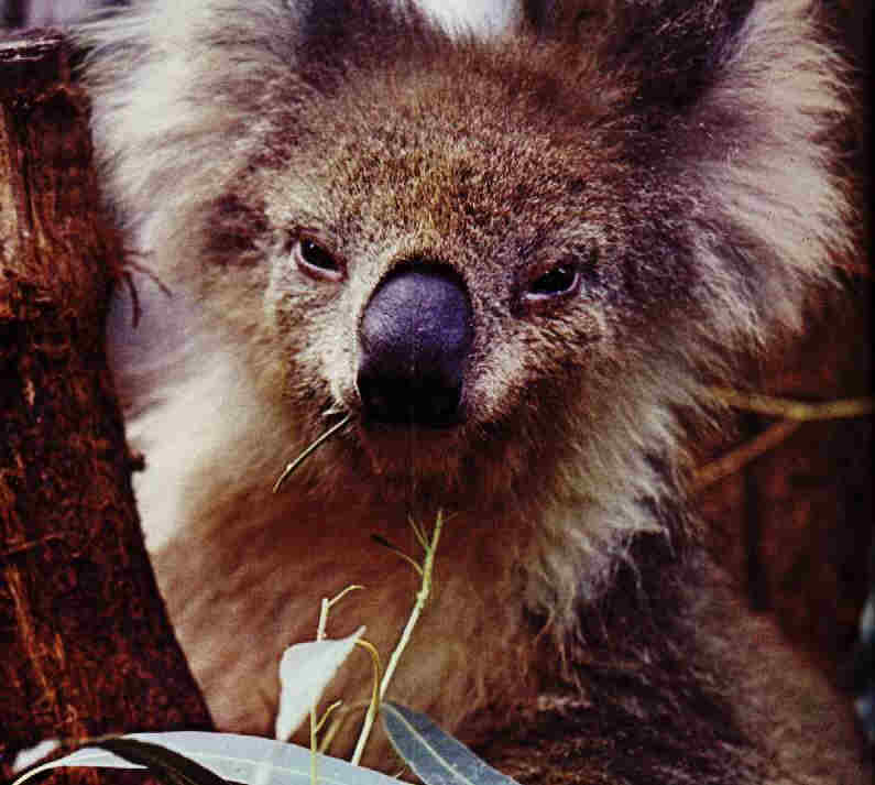 El koala, el animal más adaptado a los bosques de eucaliptos de Australia.