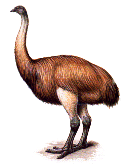 “Pájaro-elefante, especie extinguida de ave gigante no voladora emparentada con las avestruces.”