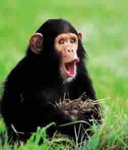 La demanda de chimpanc?s es tan grande que la especie se encuentra en peligro de extinci?n.