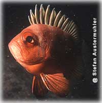 Dar click para imprimir imagen