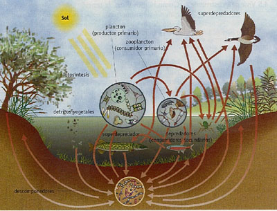 Figura 1-1 --> Charca: un sistema complejo