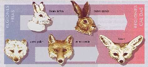 Figura 2-12 > Regla de Allen