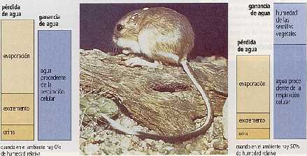 Figura 3-6 > Prdidas y ganancias de agua en la rata canguro en distintas condiciones de humedad relativa