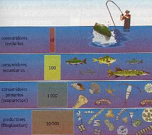 Figura 4-4 > Pirmide de energa de una cadena trfica acutica
