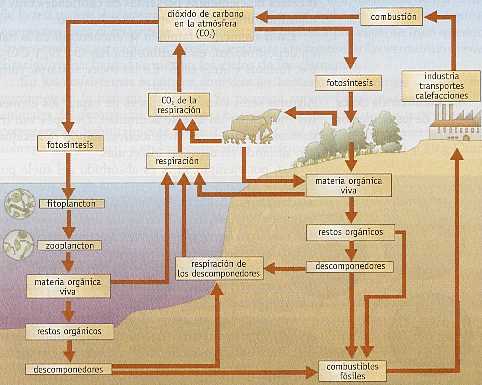 Figura 4-9 > Ciclo del Carbono