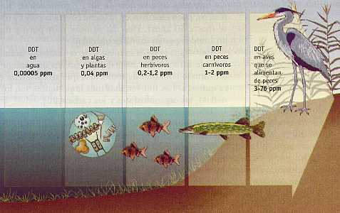Figura 9-4 > El DDT se acumula en la cadena trfica
