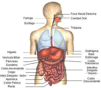 aparato digestivo anatomia humana