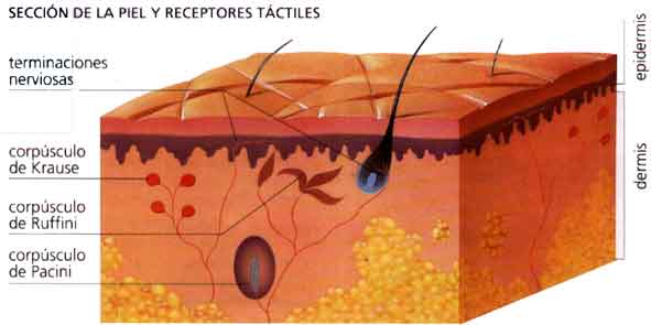 Receptores De La Piel Dolor