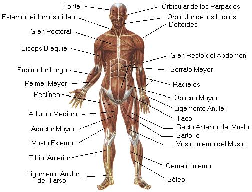 http://www.proyectosalonhogar.com/cuerpohumano/sistema_muscular.jpg