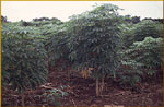 Plantacin de Yuca