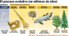 El proceso evolutivo