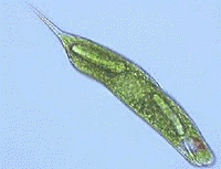 La euglena verde. Protistas fotosintticos que tien las aguas dulces de verde