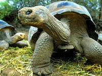 Quelonio de las Islas Galápagos, en franca posible extinción por la erucción volcanica de las islas