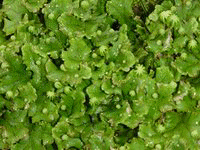 Flora acuática, Reino Plantae