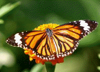 Insectos (lepidoptero), Reino Animalia