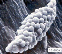 Bacterias, Reino Mneras