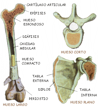 Cuales Son Los Nombres De Los Huesos Cortos Del Cuerpo Humano