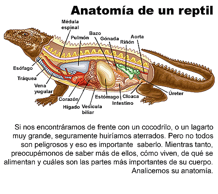 reptil