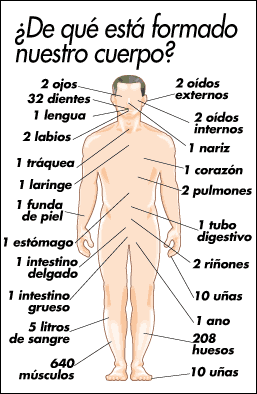 Cuerpo Humano