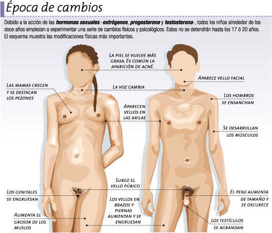 caracteres sexuales secundarios