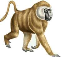 un mandril